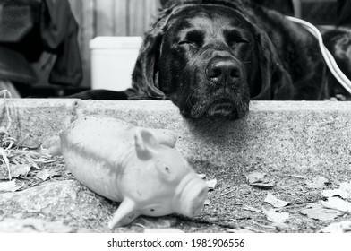 Dog Resting Next To Squeaky Toy