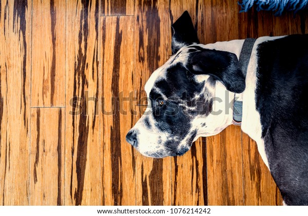 Dog Resting On Bamboo Striped Hardwood Stock Photo Edit Now