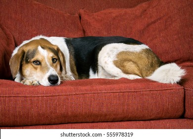 Dog Resting On Red Couch