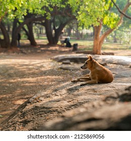 Dog resting on rock in park