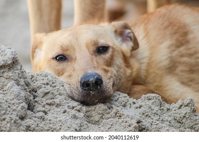 The Dog Is Resting On The Sand. Dog With Sad Face