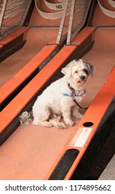 Dog Resting On A Skeet Ball Alley