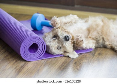 A Dog Resting On Yoga Mat, Dumbbell Sets Behind