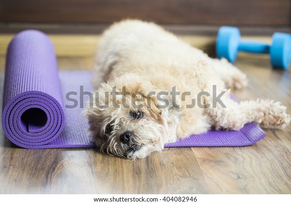 Dog Resting On Yoga Mat Dumbbell Stock Photo Edit Now 404082946