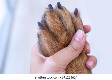 Dog Resting Paw With Long Nails In Human Palm