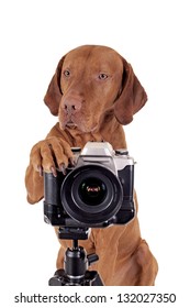 Dog Resting Its Paw On Camera