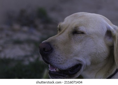 are dogs allowed in labrador park