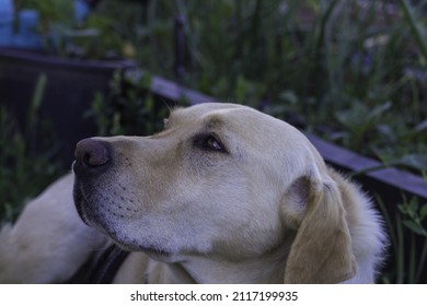 are dogs allowed in labrador park