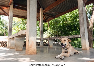 Dog Resting In The Shade, Put A Paw