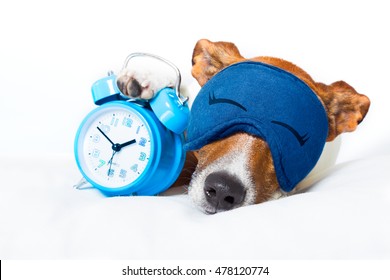 dog  resting ,sleeping or having a siesta  with alarm  clock and eye mask,  holding a clock , isolated on white background