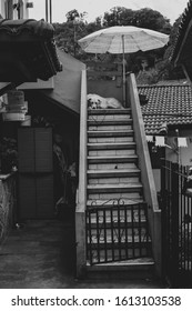 Dog Resting At Top Of Stairs