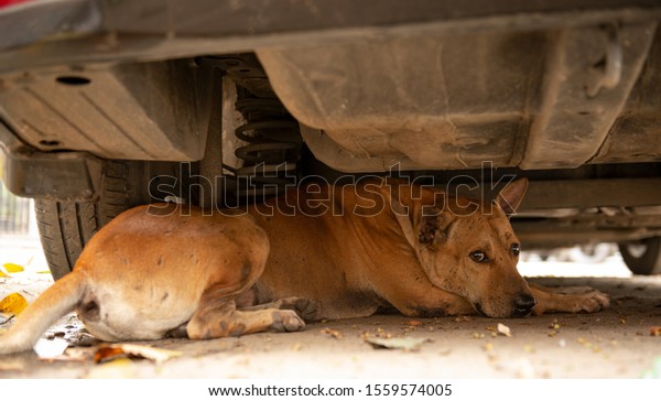Dog\
resting under a car. Calcutta India. November\
2019\
