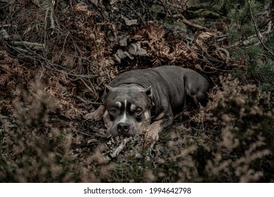 A Dog Rests In A Forest Den