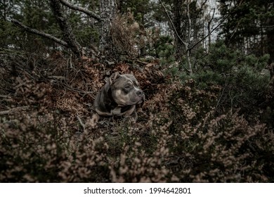 A Dog Rests In A Forest Den