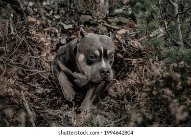 A Dog Rests In A Forest Den