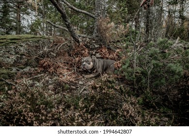 A Dog Rests In A Forest Den