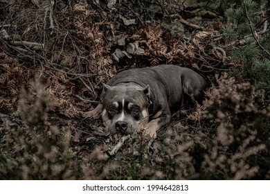 A Dog Rests In A Forest Den