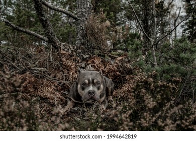 A Dog Rests In A Forest Den