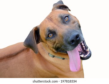 The dog (Rhodesian Ridgeback) with loving stare and stuck out tongue