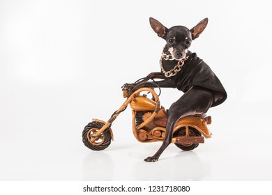 Dog Rides Motorcycle Little Dog Gold Stock Photo 1231718080 | Shutterstock