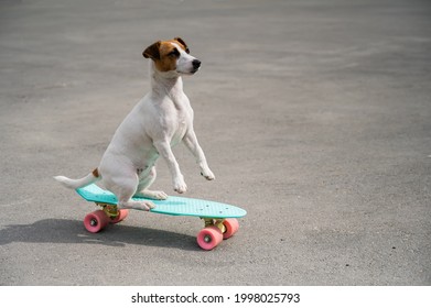 The dog rides a penny board outdoors. Jack russell terrier performing tricks on a skateboard