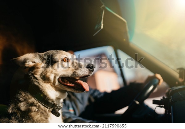 dog rides in a truck with a trucker, traveling with\
a pet.
