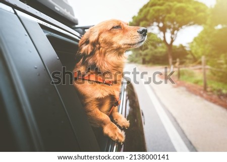 Dog riding in car and looking out from car window. Happy dog travelling and enjoying life