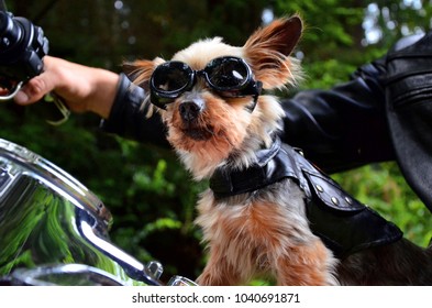 Dog Riding Motorcycle