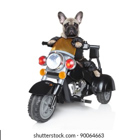 Dog Riding On A Motorcycle