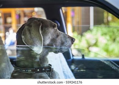 Dog Riding Shotgun