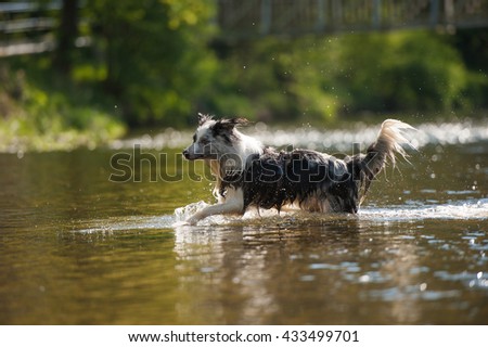 Similar – Foto Bild Hund mit seinem Spielzeug im Wasser