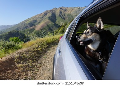 Dog Road Trip In A Subaru In Big Sur