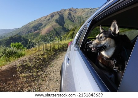 Dog road trip in a Subaru in Big Sur Stock photo © 
