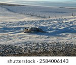 Dog rolling around in the snow