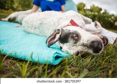Dog rolls over during outdoor picnic with young couple