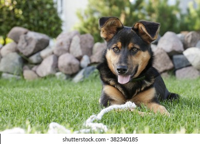 Dog and the rope - Shutterstock ID 382340185