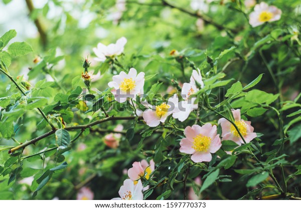 Dog rose blossom. Close-up of the flower\
and leaves of the dog rose. Canine rose.\
