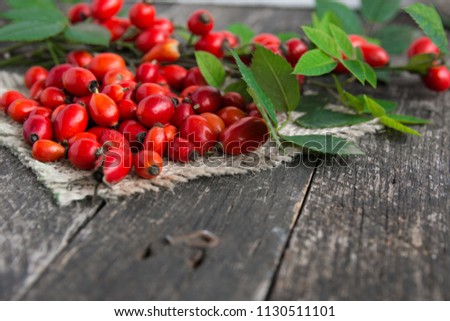 Dog rose with bunch branch Rosehips, types Rosa canina hips. Medicinal plants and herbs composition 