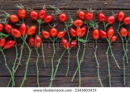 Dog rose with bunch branch Rosehips, types Rosa canina hips. Medicinal plants and herbs composition	