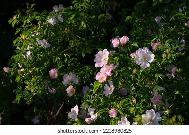 Dog Rose Bush In Nature, Blooming Wild Roses In The Sunshine, Pastel Pink Petals And Green Leaves