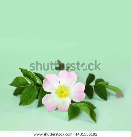 Dog rose flower on green background with copy space  