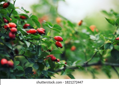 Dog rose fruits (Rosa canina). Wild rosehips in nature.