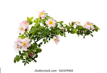 Dog Rose Isolated On White Background