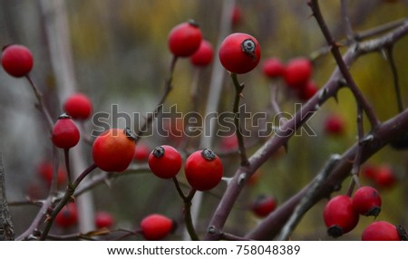 Similar – rose hips Fruit Rose hip