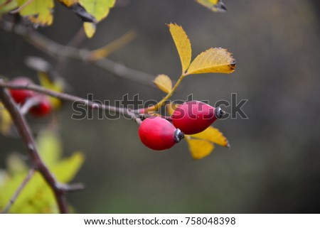 Similar – rose hips Fruit Rose hip