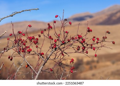 Dog Rose (Rosa canina) branches with ripe fruits - Shutterstock ID 2251063487