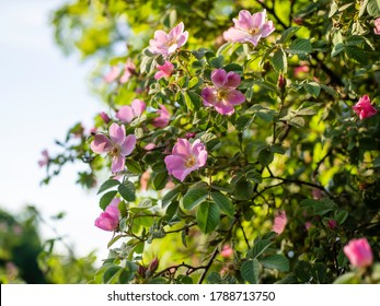 Dog rose, Rosa canina, climbing wild rose blooming in a park with pink flowers, close up with selective focus