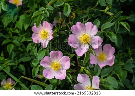 Dog rose, Rosa canina, climbing wild rose blooming in a park, close up with selective focus.
