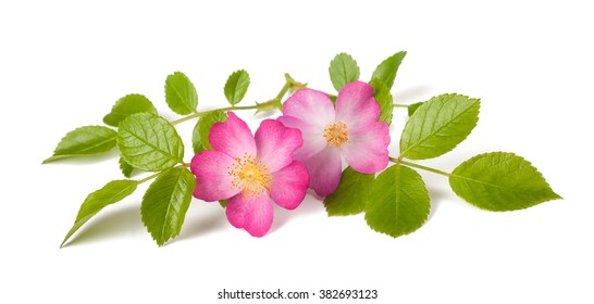 Dog rose (Rosa canina) flowers on a white background 