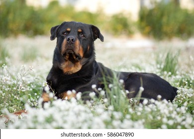 ロットワイラー犬 Images Stock Photos Vectors Shutterstock